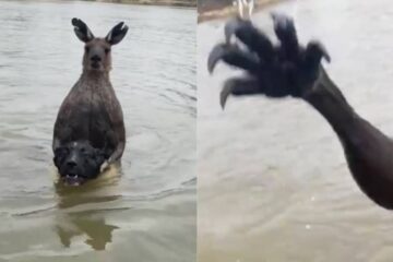 kangaroo drowning dog